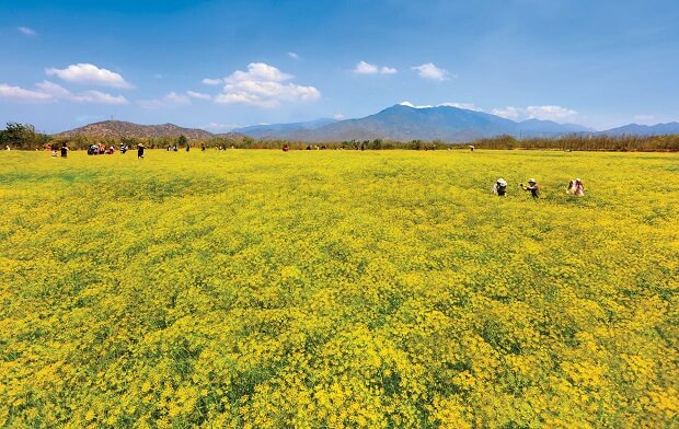 Địa điểm du lịch Ninh Thuận - Cánh đồng hoa thì là Ninh Thuận